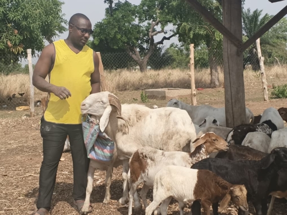 How growing pasture is transforming livestock farming and reducing herder-farmer conflict in Kpandai